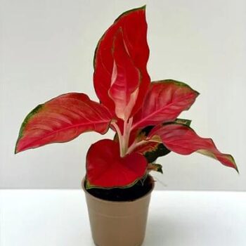 Aglaonema China Red