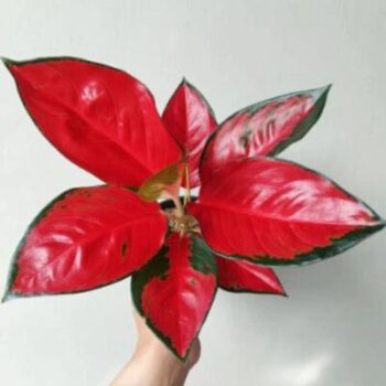 Aglaonema China Red img