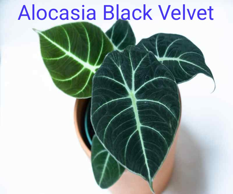 Alocasia Black Velvet