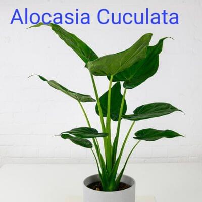 Alocasia Cuculata