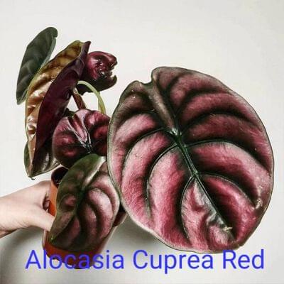 Alocasia Cuprea Red