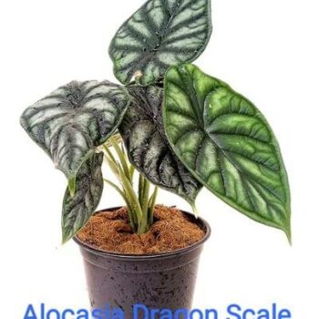 Alocasia Dragon