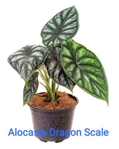 Alocasia Dragon