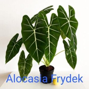 Alocasia Frydek