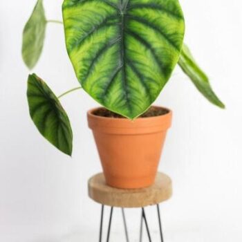 Alocasia Green Shield