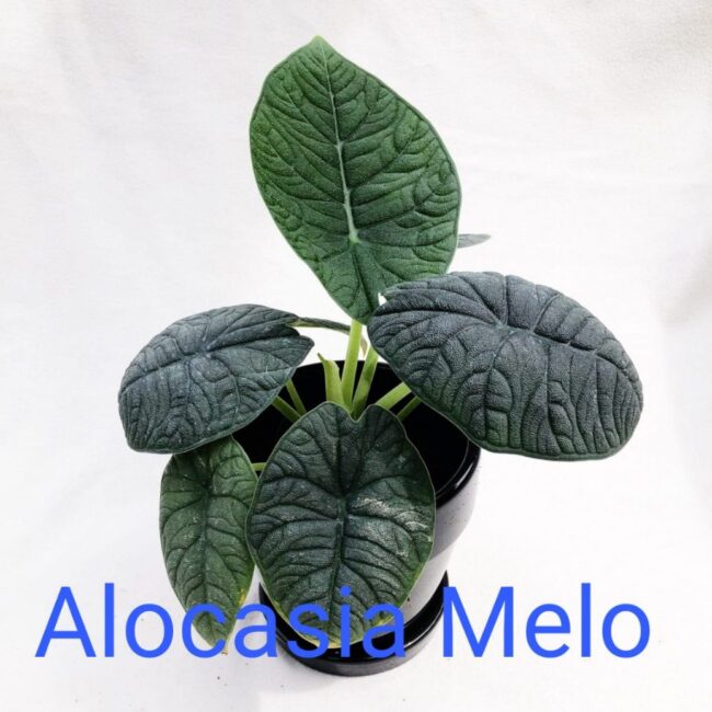 Alocasia Melo