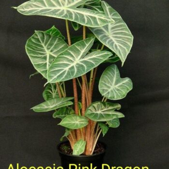 Alocasia Pink Dragon