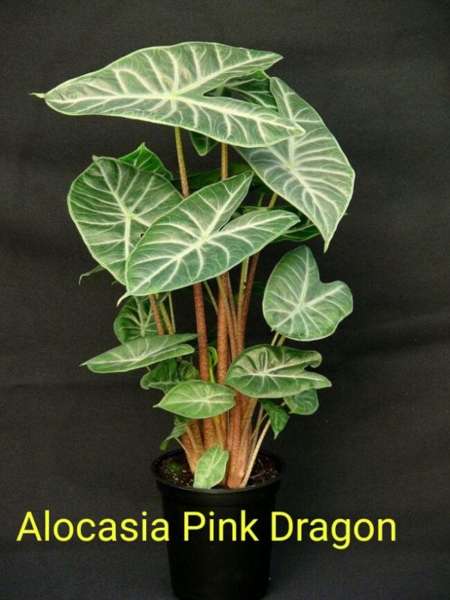 Alocasia Pink Dragon