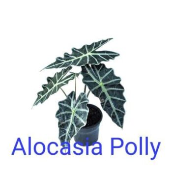 Alocasia Polly