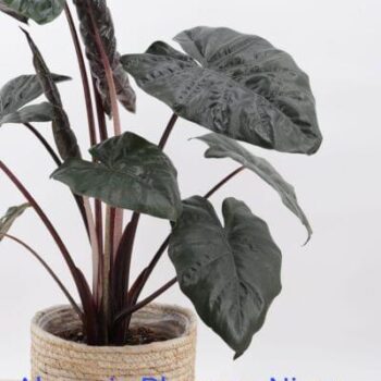 Alocasia Pulmosa Nigra