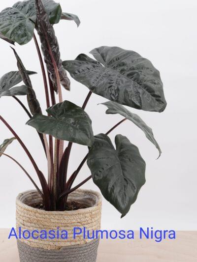 Alocasia Pulmosa Nigra