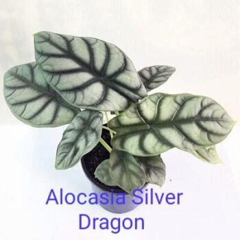 Alocasia Silver Dragon