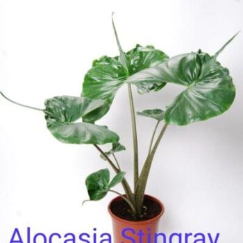 Alocasia Stingray