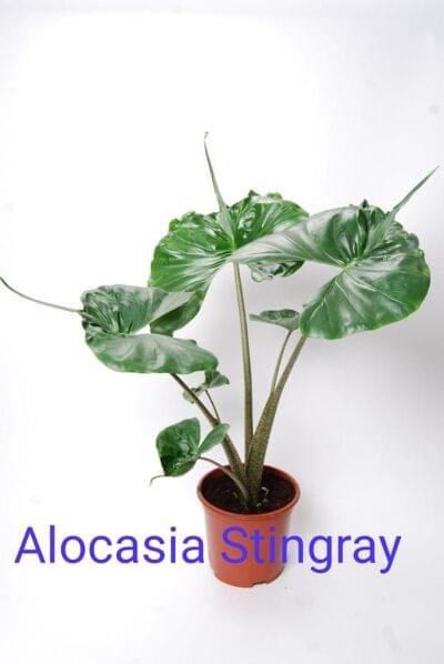 Alocasia Stingray