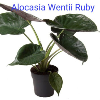 Alocasia Wentii Ruby