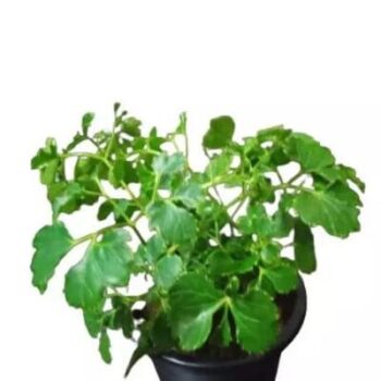 Aralia Green