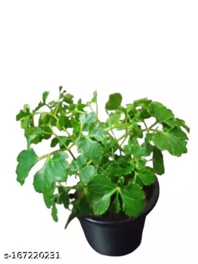 Aralia Green