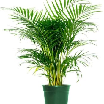 Areca Palm