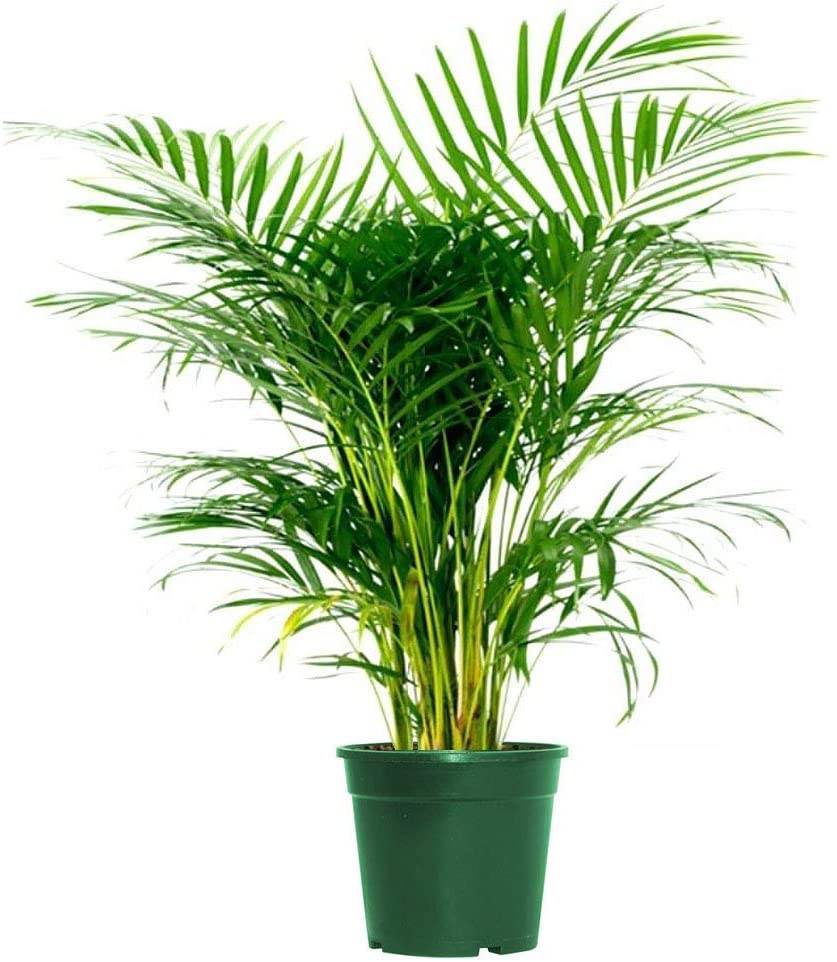 Areca Palm