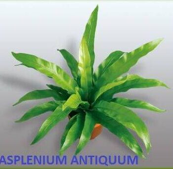 Asplenium Antiqum