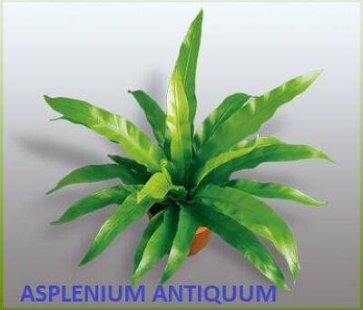 Asplenium Antiqum