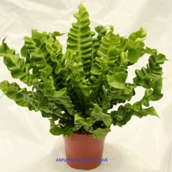 Asplenium Crispy Wave