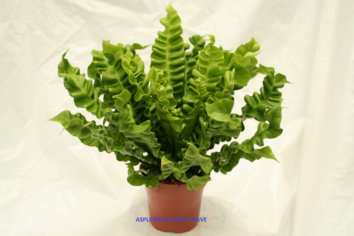 Asplenium Crispy Wave