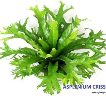 Asplenium Crissie