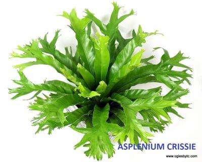 Asplenium Crissie