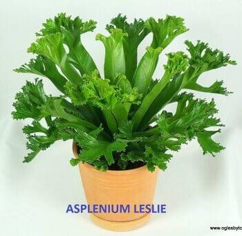 Asplenium Leslie