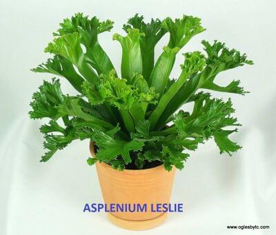 Asplenium Leslie