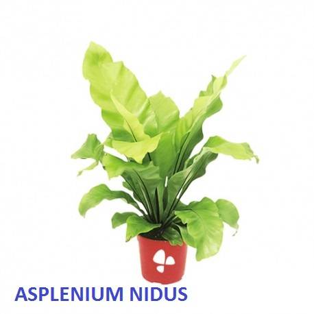 Asplenium Nidus