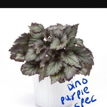 Begonia Dino Purple Spec