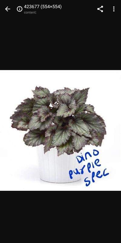 Begonia Dino Purple Spec