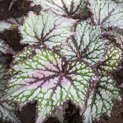 Begonia Jurassic Green Strek