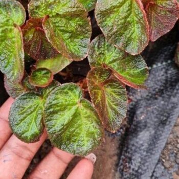 Begonia Morocco