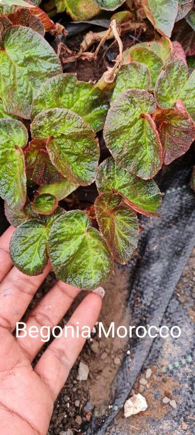 Begonia Morocco