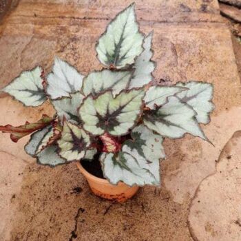 Begonia Rex Ballet