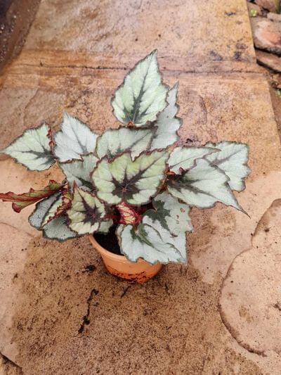 Begonia Rex Ballet