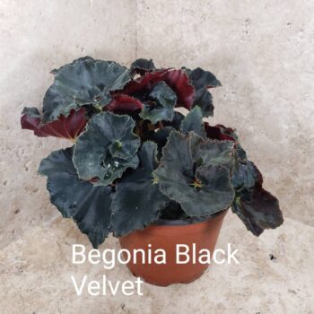 Begonia Rex Black Velvet