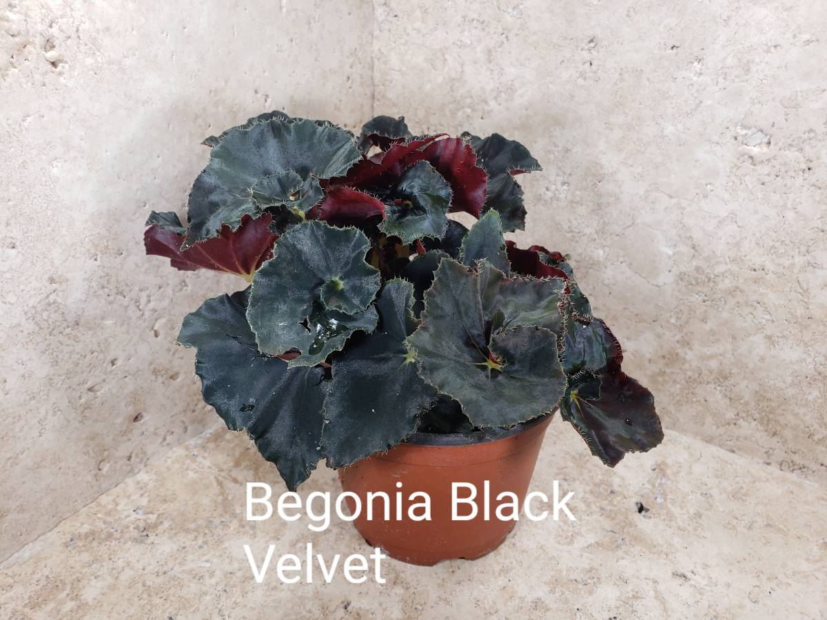 Begonia Rex Black Velvet