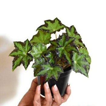 Begonia Rex Cleopatra