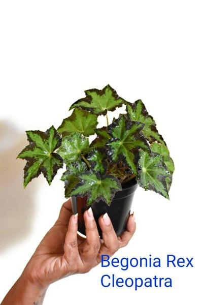 Begonia Rex Cleopatra