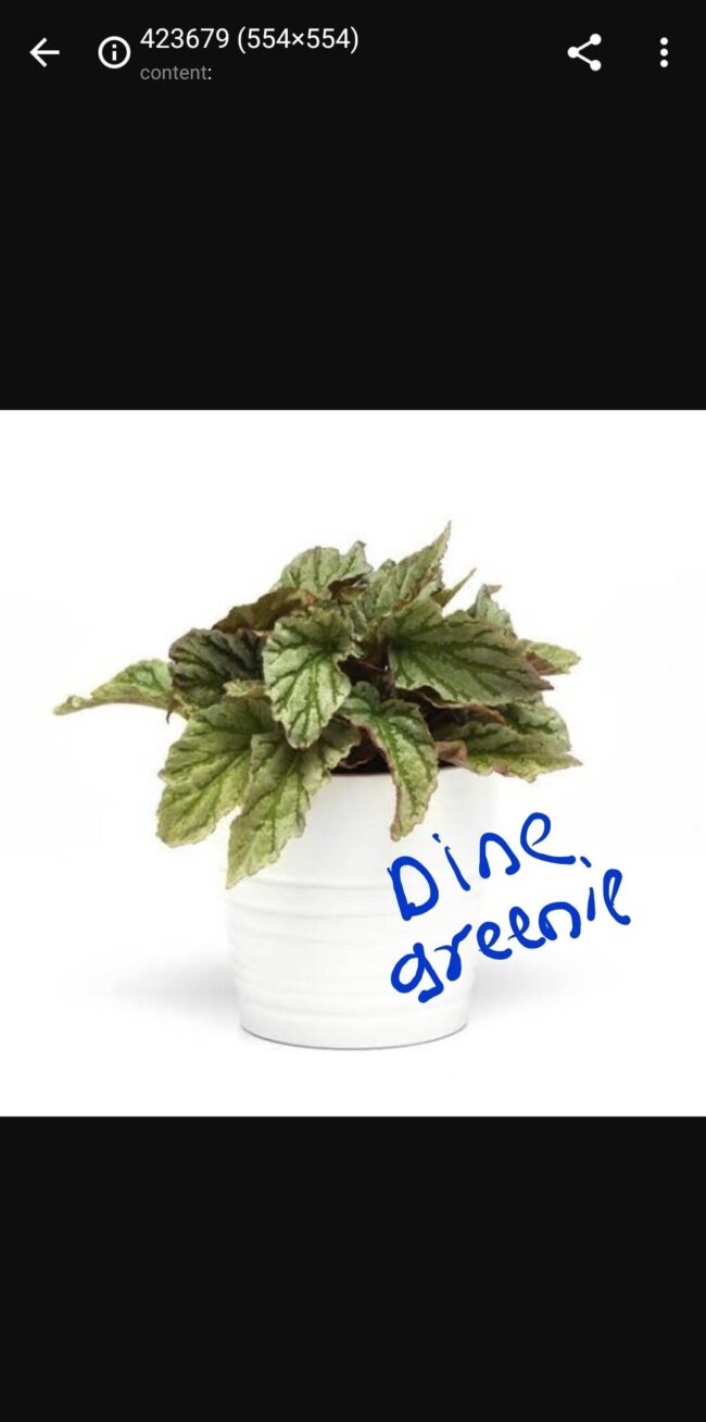 Begonia Rex Dine Green