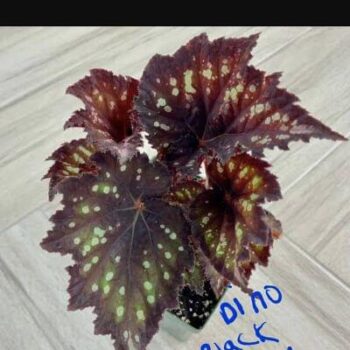 Begonia Rex Dino Black Sky