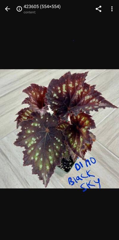 Begonia Rex Dino Black Sky