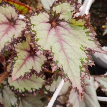 Begonia Rex Ideal Blue silver