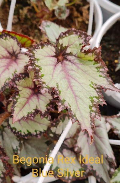 Begonia Rex Ideal Blue silver