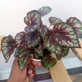 Begonia Rex Ideal Constellation