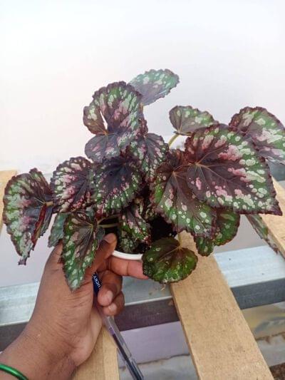 Begonia Rex Ideal Constellation